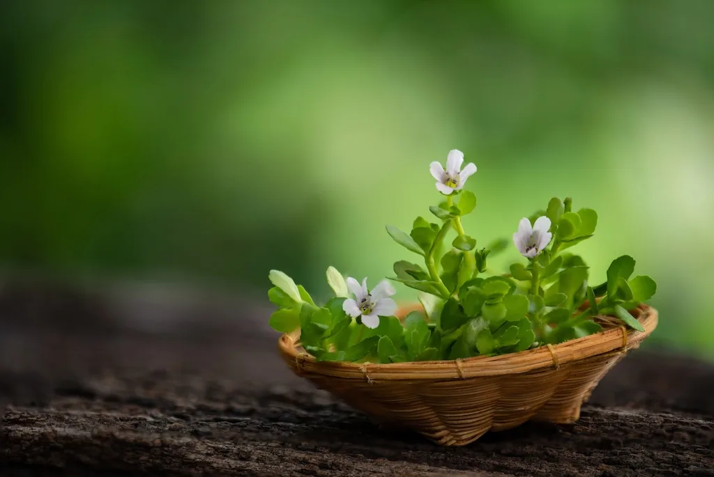Bacopa monnieri, Ce este Bacopa monnieri?