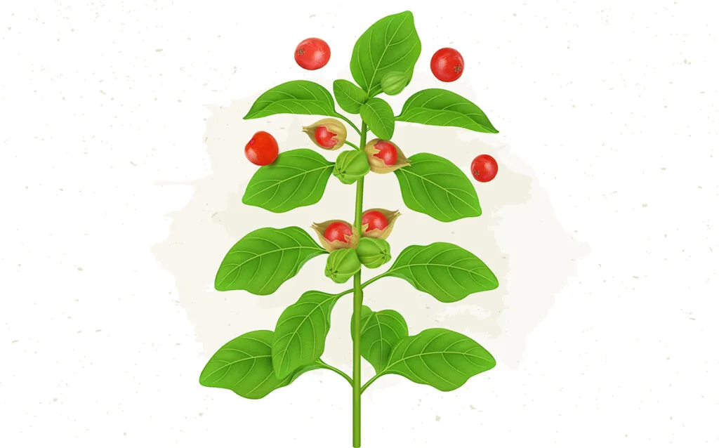 ashwagandha planta sun wave pharma Ashwagandha pastile: cum te pot ajuta suplimentele cu ashwagandha