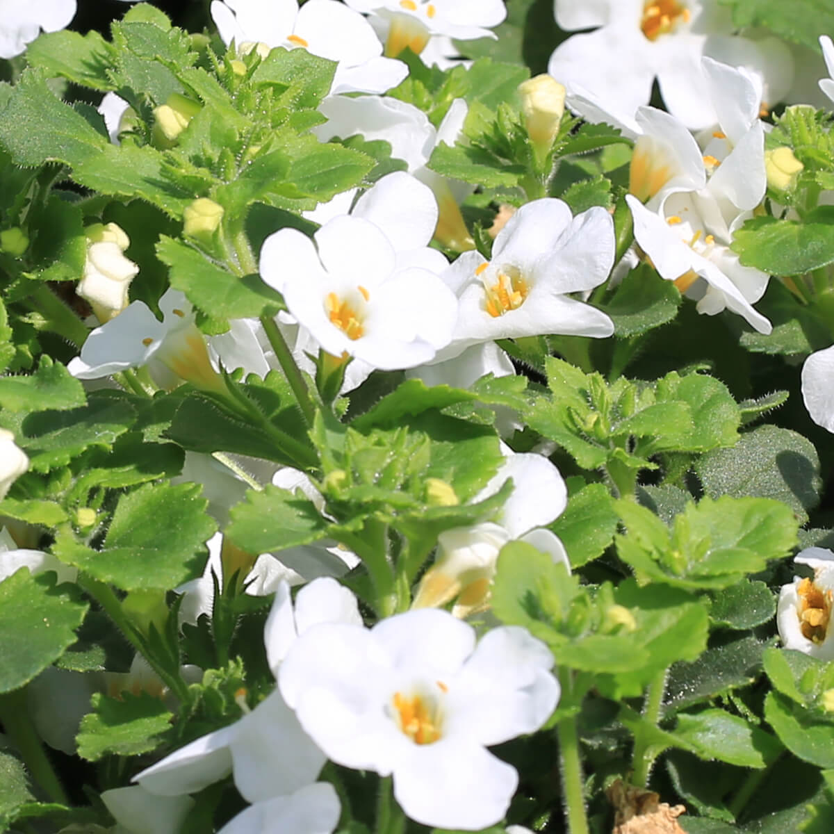 Bacopa monnieri, Ce este Bacopa monnieri?