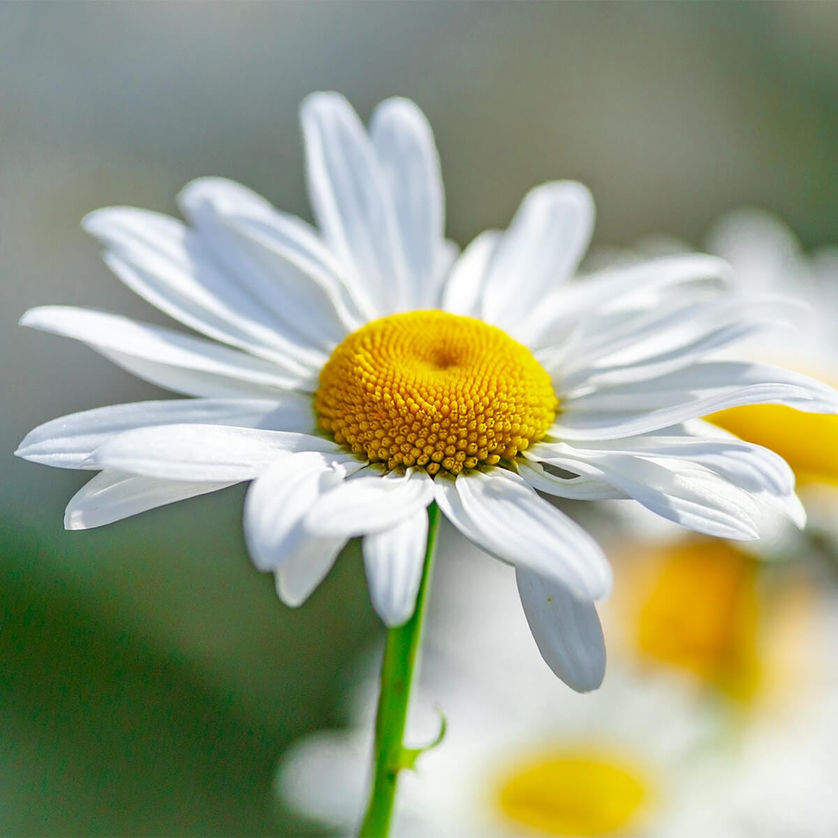 Ce este mușețelul și cum te poate ajuta cu o respirație mai sănătoasă