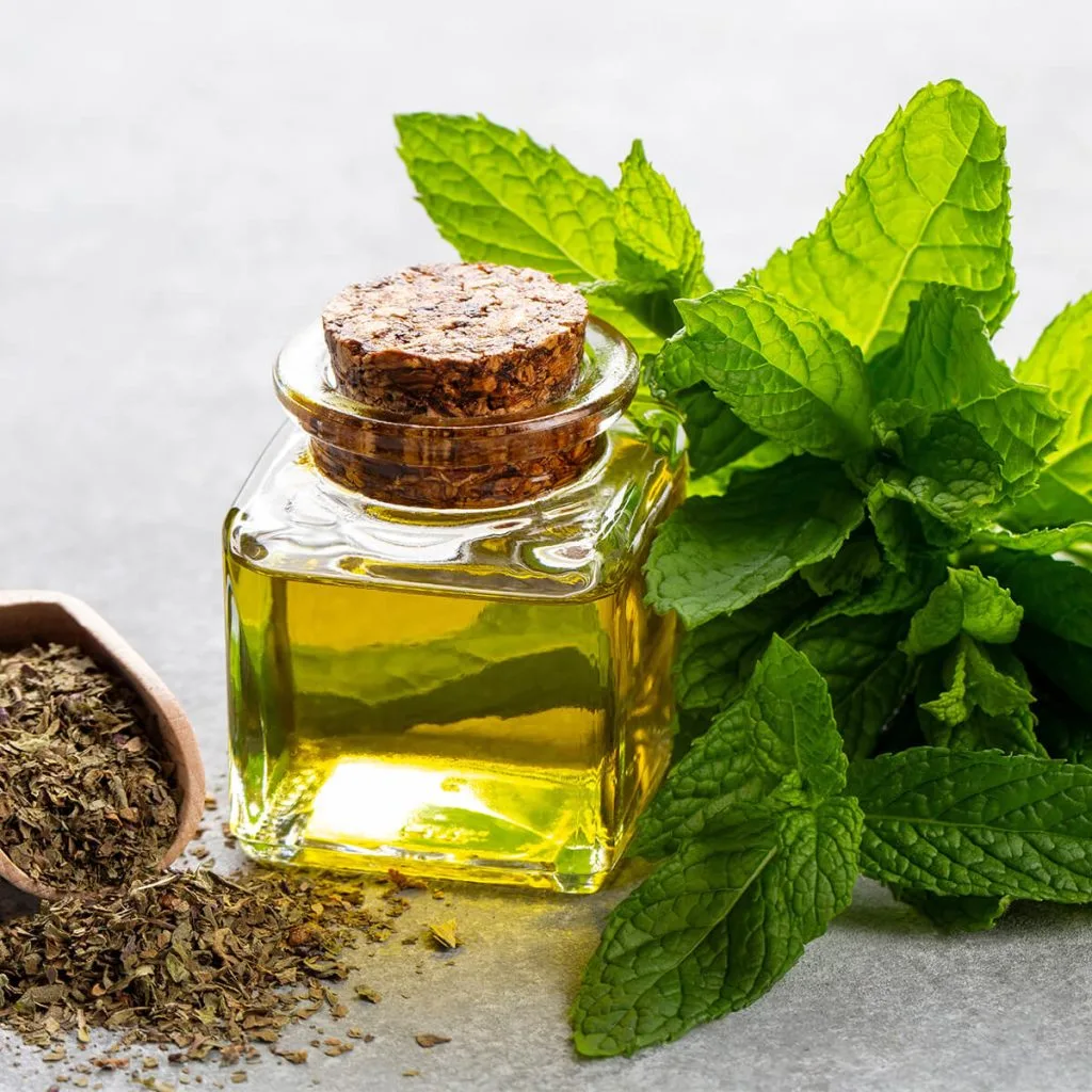 Ce este uleiul de mentă și de ce este utilizat în mod tradițional pentru confortul gâtului?