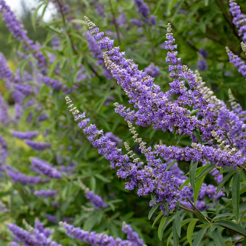 Chasteberry/Piperul calugărului (Vitex Agnus-Castus)