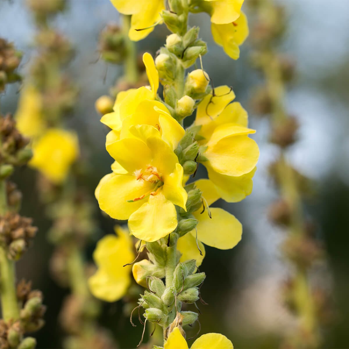 Compoziția chimică și proprietățile Verbascum thapsus