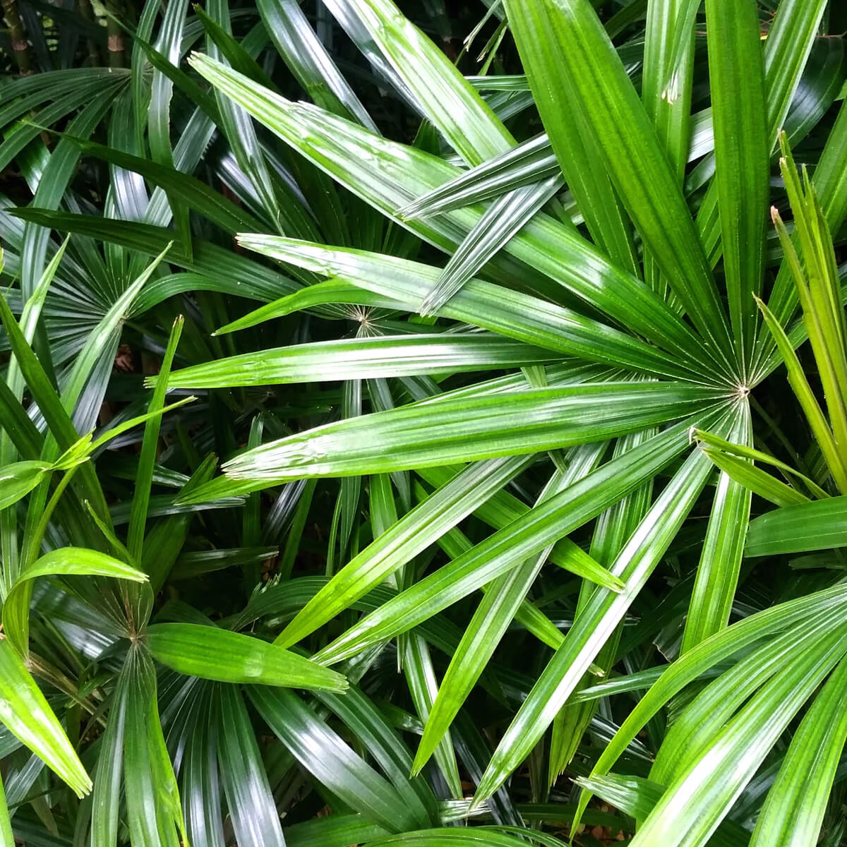 Suplimente pentru hiperplazia benignă de prostată