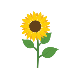 polen floarea soarelui